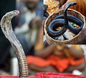 Nag Panchami, Nag Panchami 2014